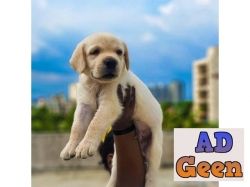 used Labrador puppies for sale for sale 